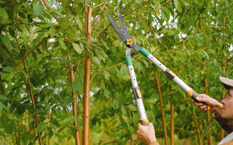 Tree trimming in Dewittville, NY